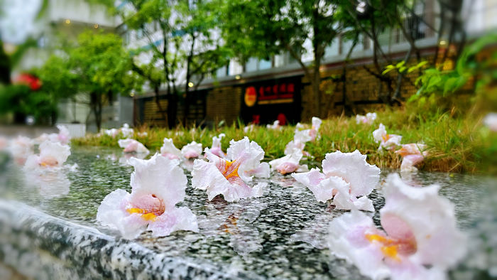 20210415124223470.jpg 1雨后的梓木花娇艳欲滴.jpg