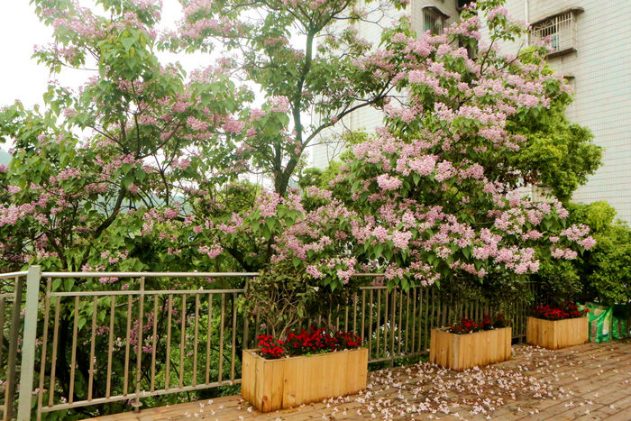 20210415124545183.jpg 6美丽的空中花园.JPG