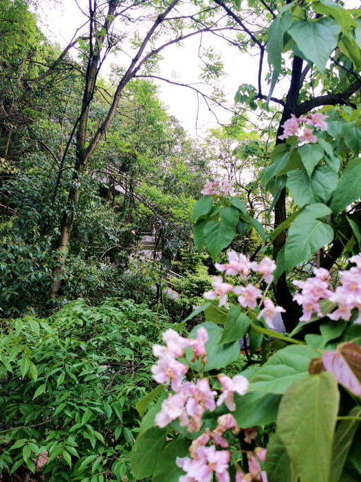 20210415124615017.jpg 10梓木花映照下的马鞍山春色.jpg